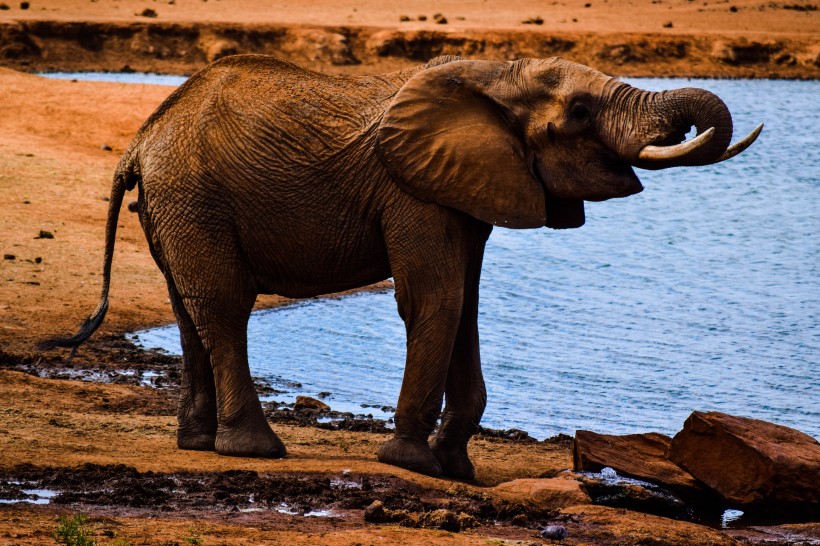 点击大图看下一张：身形巨大的野生大象图片