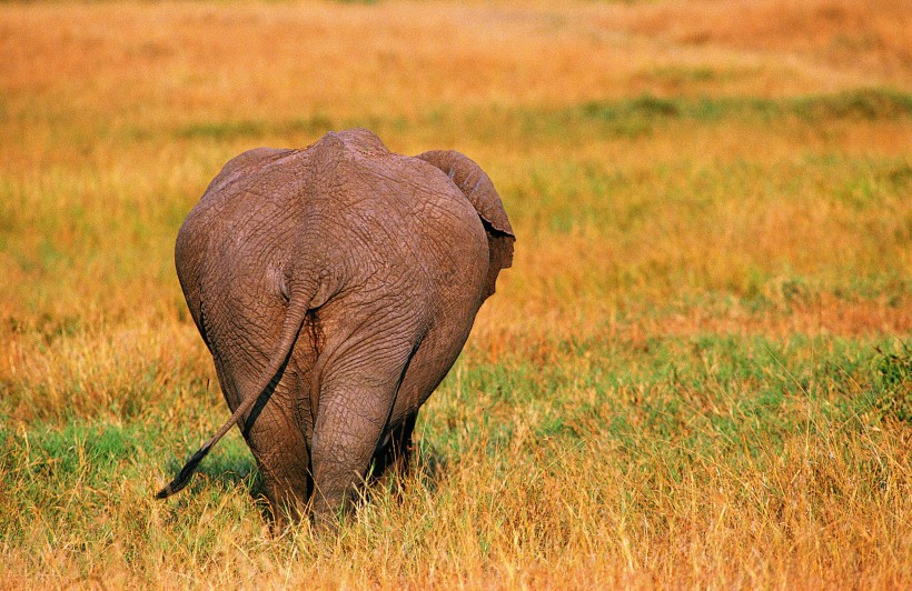 点击大图看下一张：高清大象憨厚可掬背影图片