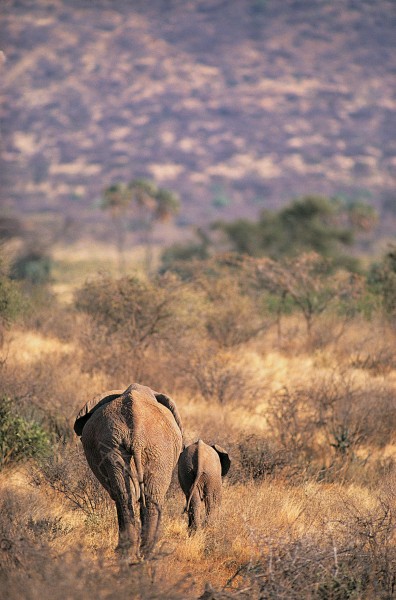 点击大图看下一张：高清大象憨厚可掬背影图片