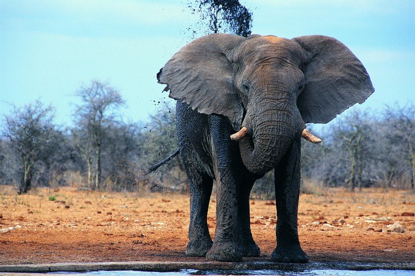 点击大图看下一张：大象嬉水图片