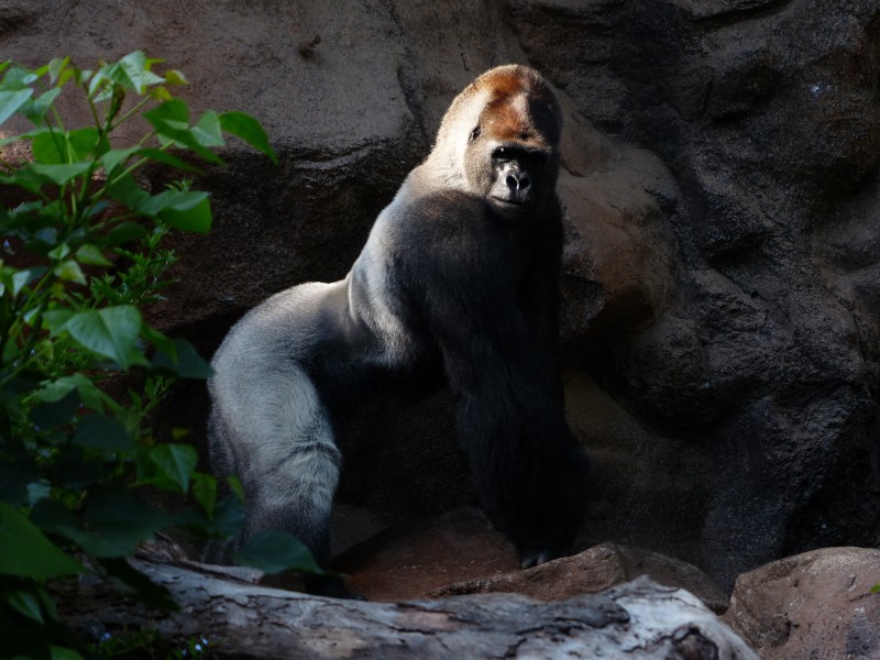 点击大图看下一张：粗壮的大猩猩图片