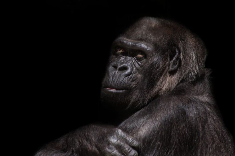 点击大图看下一张：粗壮的大猩猩图片