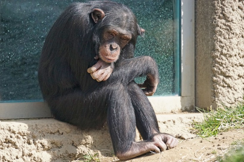 点击大图看下一张：搞怪有趣的大猩猩图片