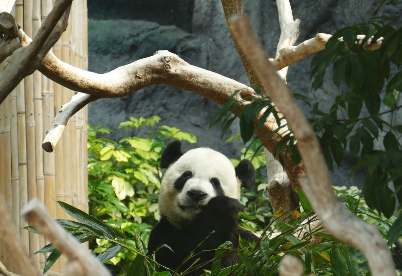 点击大图看下一张：国宝大熊猫图片