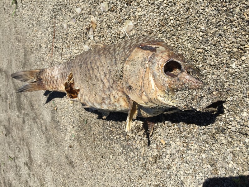 点击大图看下一张：一条躺在沙滩上的被风干的死鱼图片