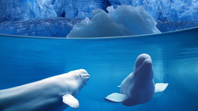 点击大图看下一张：可爱的白鲸图片