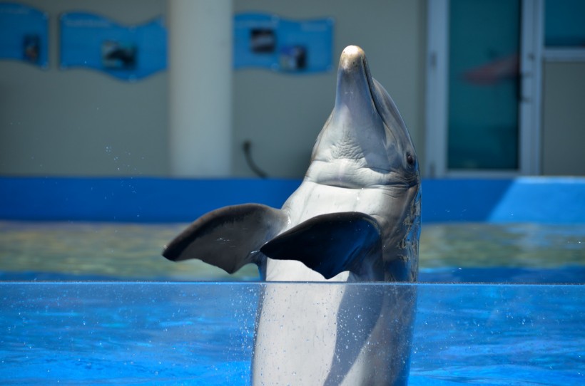 点击大图看下一张：可爱海豚图片