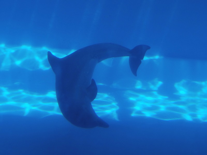 点击大图看下一张：戏水的海豚图片
