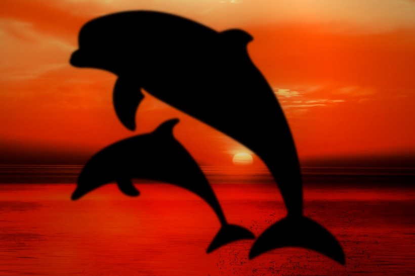点击大图看下一张：可爱海豚图片