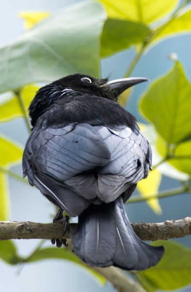 点击大图看下一张：黑卷尾鸟类图片