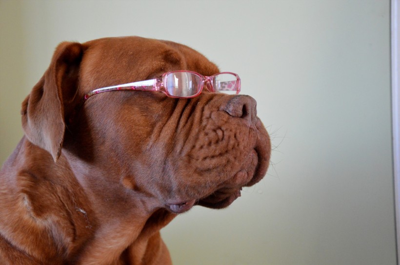 点击大图看下一张：戴眼镜的时尚狗狗图片