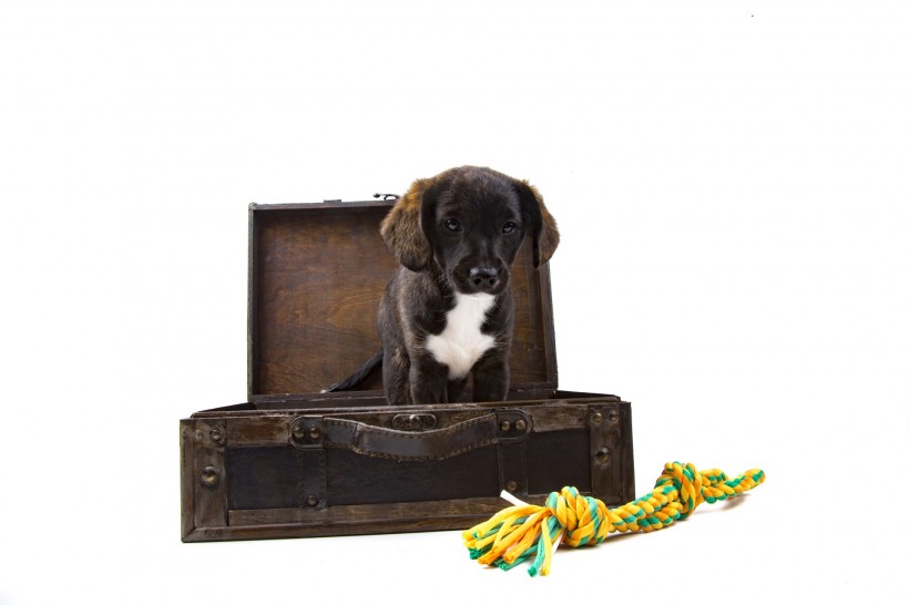点击大图看下一张：看着旅行箱的狗狗图片