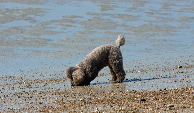 点击大图看下一张：沙滩上的狗狗图片