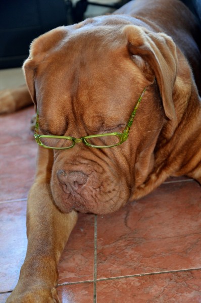 点击大图看下一张：戴眼镜的时尚狗狗图片