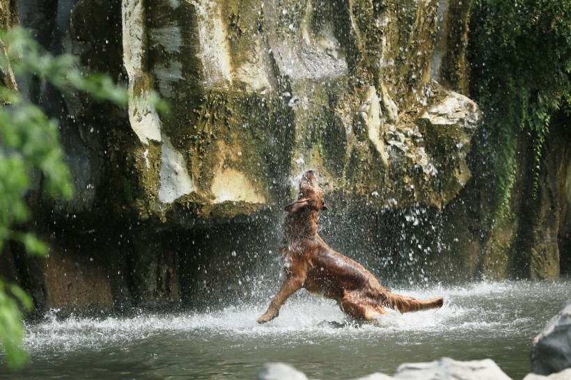 点击大图看下一张：戏水的狗狗图片