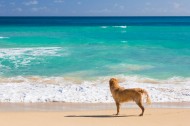 沙滩上的狗狗图片_15张