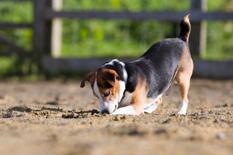 点击大图看下一张：比格犬图片