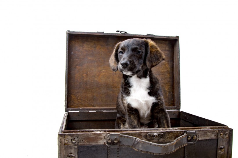 点击大图看下一张：看着旅行箱的狗狗图片