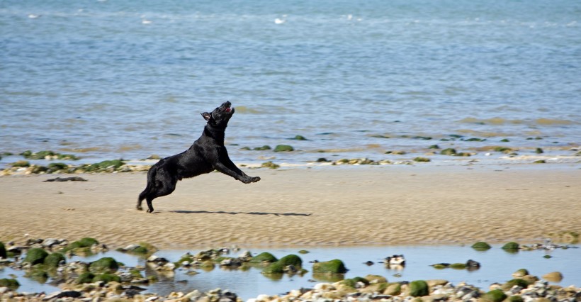 点击大图看下一张：沙滩上的狗狗图片