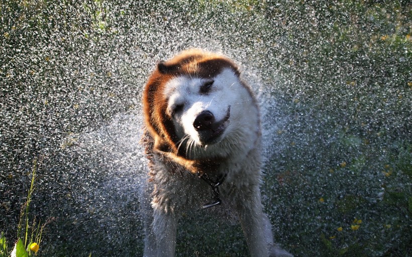 点击大图看下一张：水中嬉戏的狗狗图片