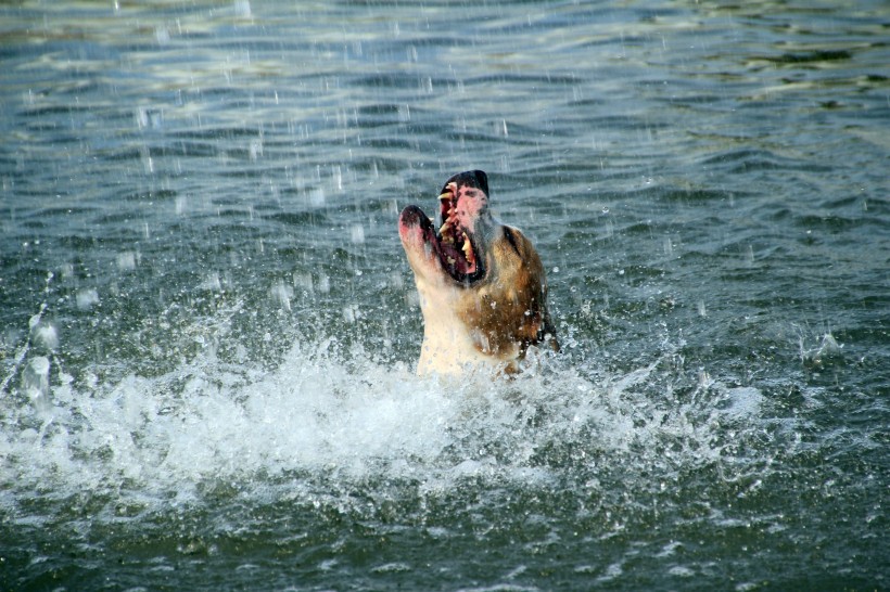 点击大图看下一张：水中嬉戏的狗狗图片