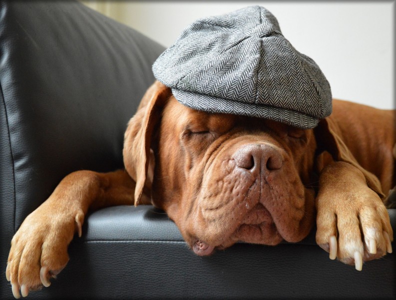 点击大图看下一张：戴帽子的波尔多犬图片