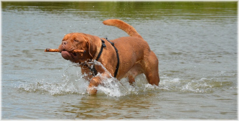 点击大图看下一张：正在水中玩耍的波尔多犬图片