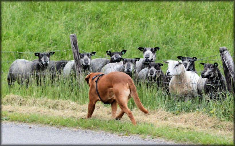 点击大图看下一张：看守羊群的波尔多犬图片