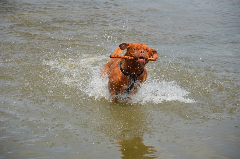点击大图看下一张：正在水中玩耍的波尔多犬图片