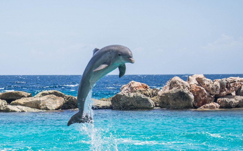 点击大图看下一张：可爱的海豚图片