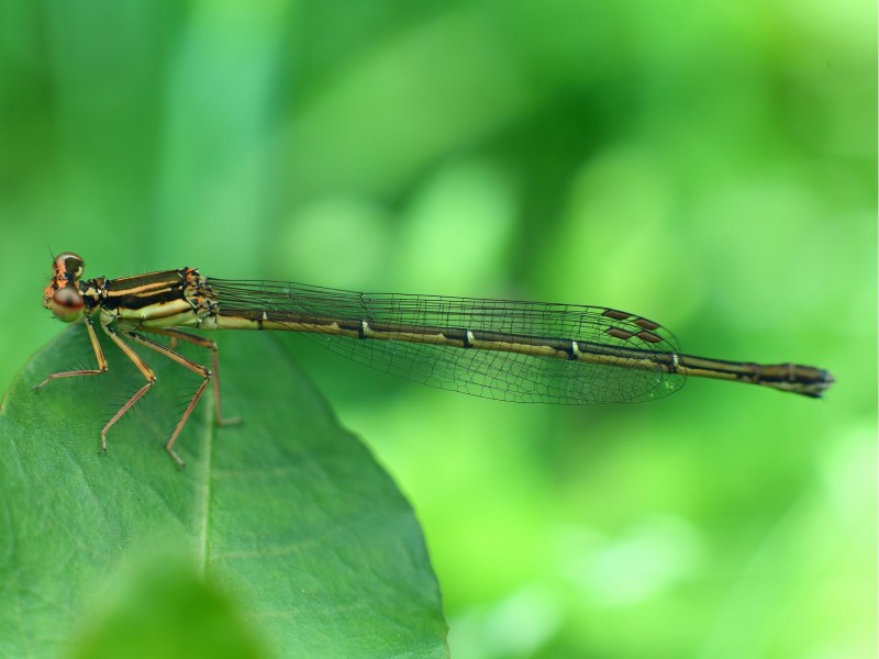 点击大图看下一张：豆娘图片