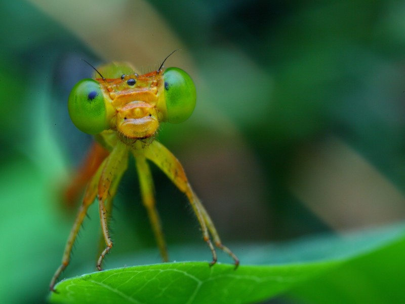 点击大图看下一张:豆娘图片