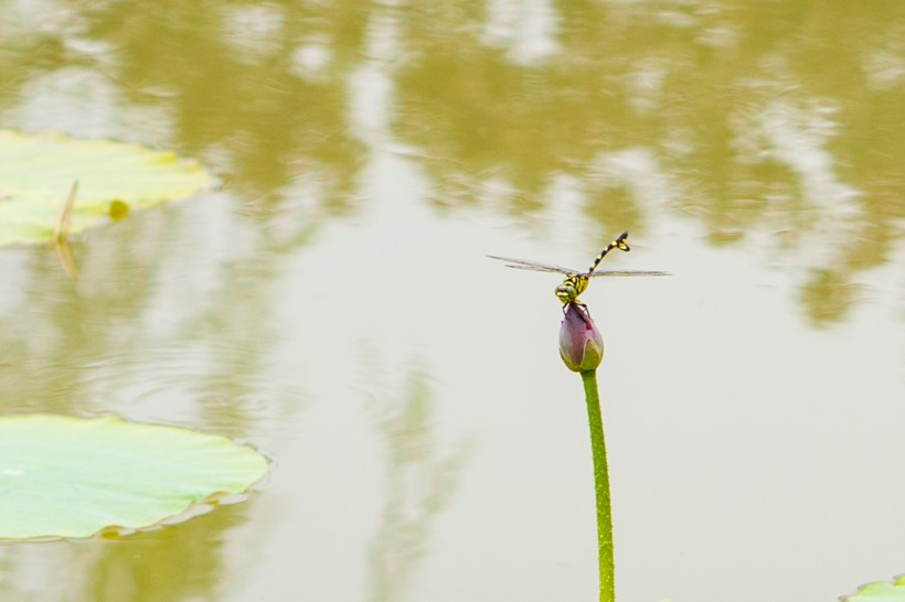点击大图看下一张：荷塘里的蜻蜓图片