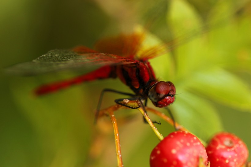点击大图看下一张：红色的蜻蜓图片