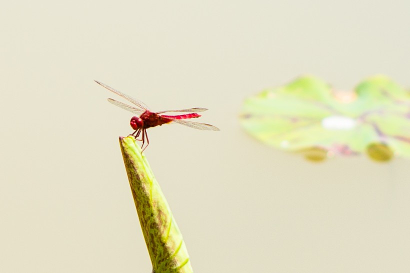 点击大图看下一张：荷塘里的蜻蜓图片