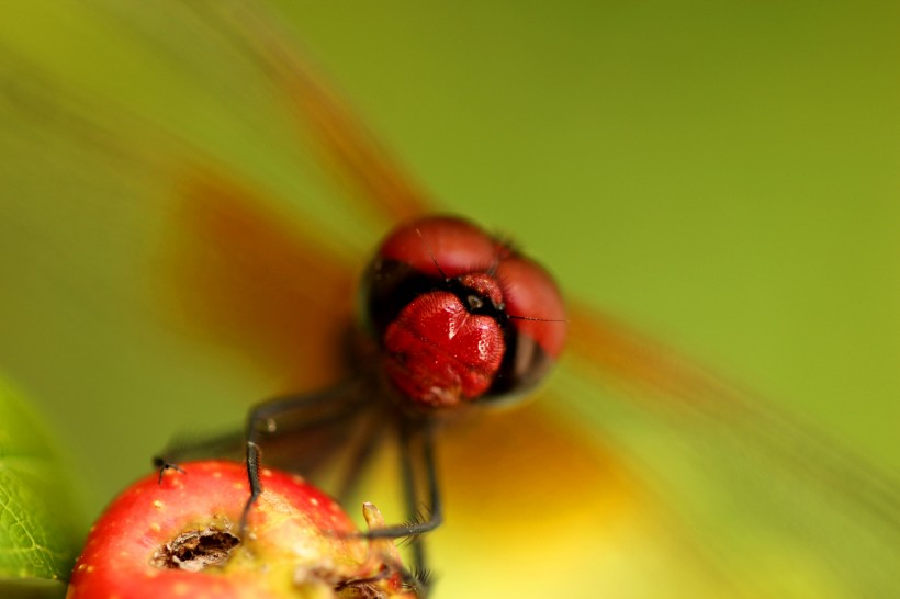 点击大图看下一张：红色的蜻蜓图片