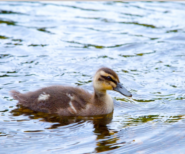 点击大图看下一张：河里游泳的小鸭子图片