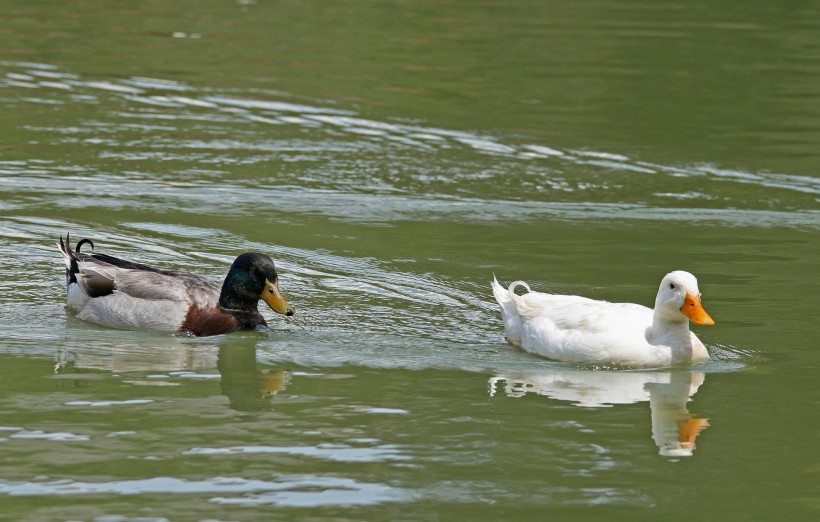 点击大图看下一张：水面嬉戏的鸭子图片