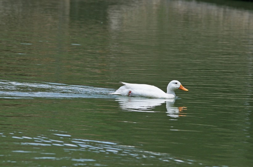 点击大图看下一张：水面嬉戏的鸭子图片