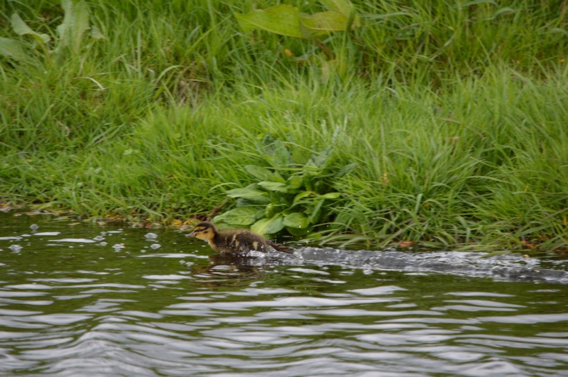 点击大图看下一张：水塘里游泳的鸭子图片