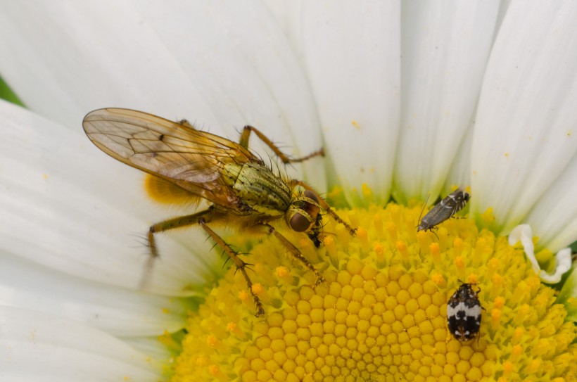 点击大图看下一张：毒性强大的黄蜂图片