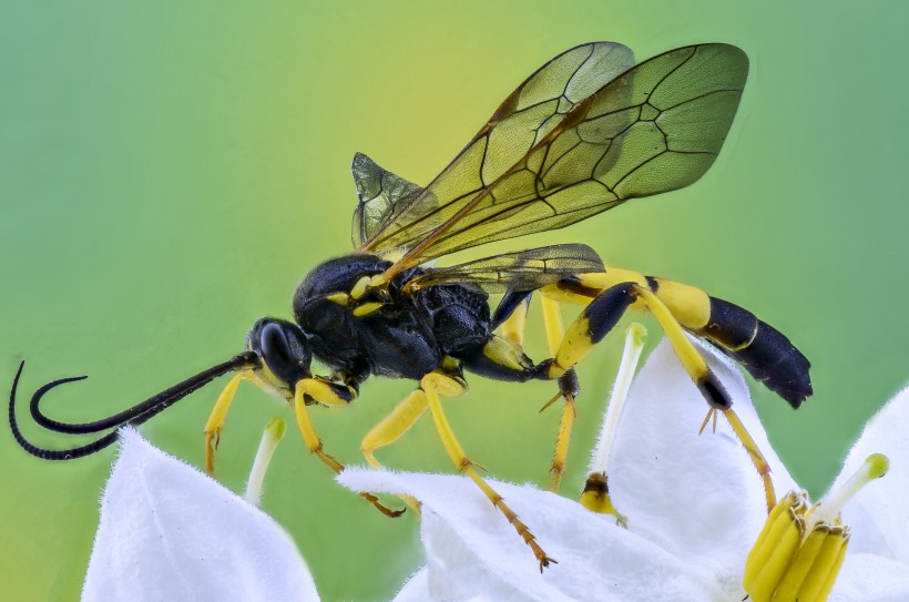 点击大图看下一张：毒性强大的黄蜂图片
