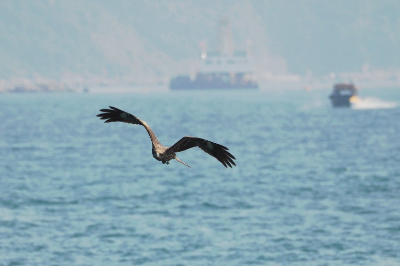 点击大图看下一张：码头上空飞翔的老鹰图片