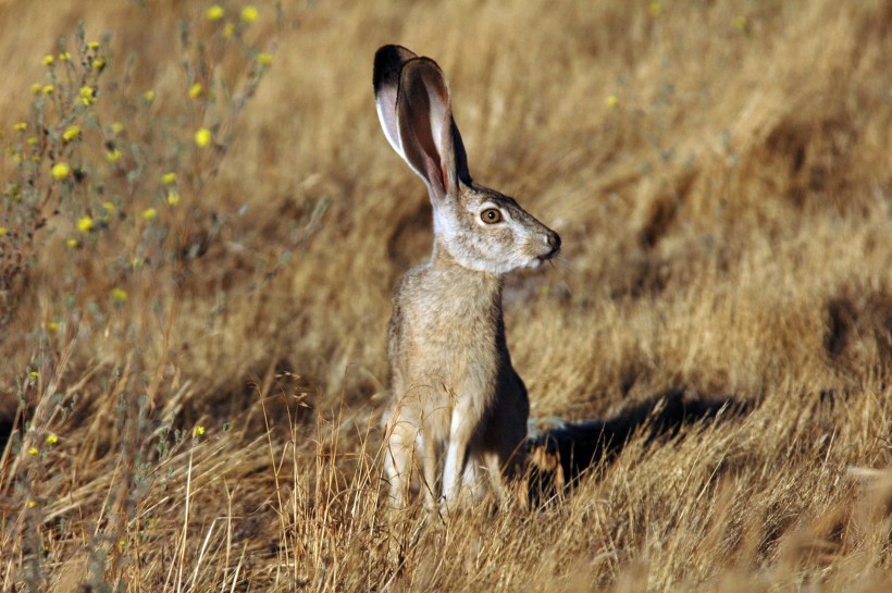 点击大图看下一张：竖起耳朵的兔子图片