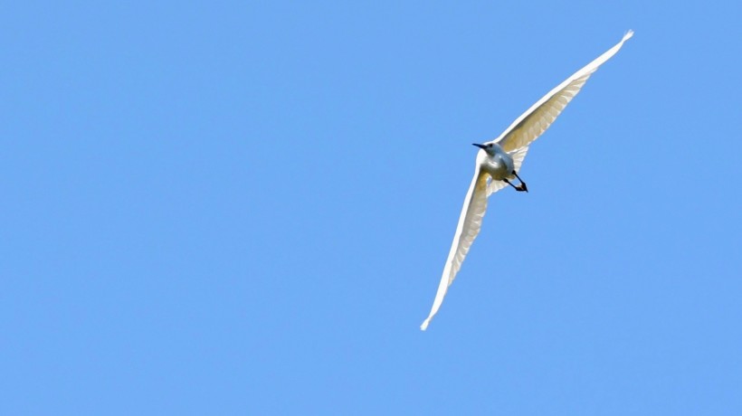 点击大图看下一张：空中盘旋的白鹭图片