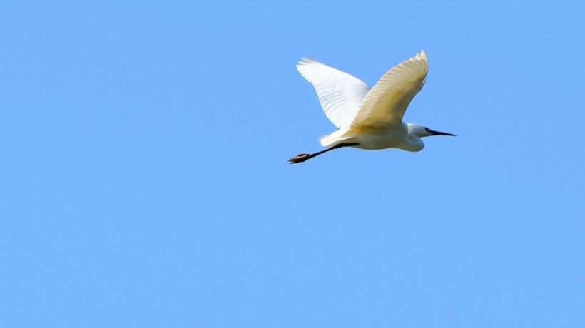 点击大图看下一张：空中盘旋的白鹭图片