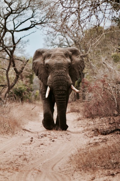 点击大图看下一张：野生大象图片