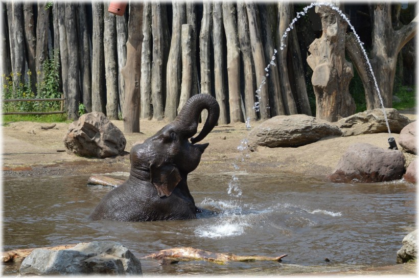 点击大图看下一张：正在洗澡的大象图片