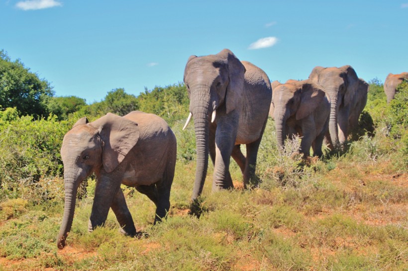 点击大图看下一张：成群结队的大象图片