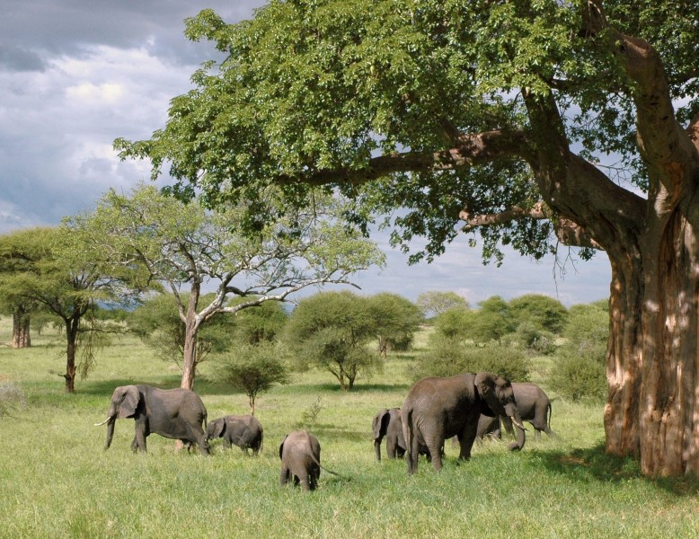 点击大图看下一张：成群结队的大象图片